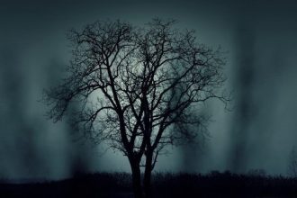 silhouette d'arbre dans la brume