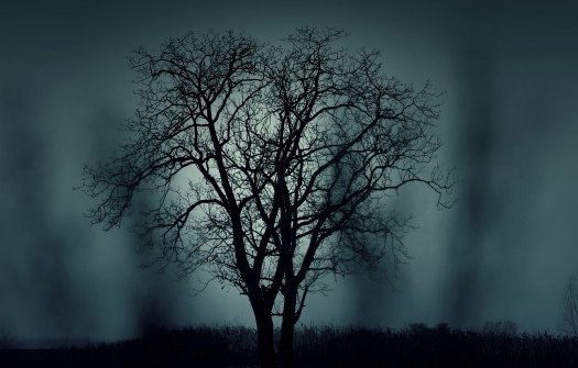 silhouette d'arbre dans la brume