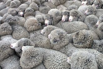 troupeau de moutons illustration tourisme de masse