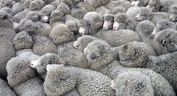 troupeau de moutons illustration tourisme de masse