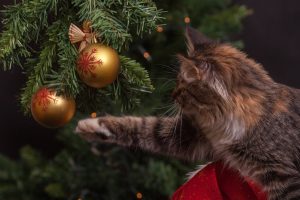 Chat jouant avec boules Noël