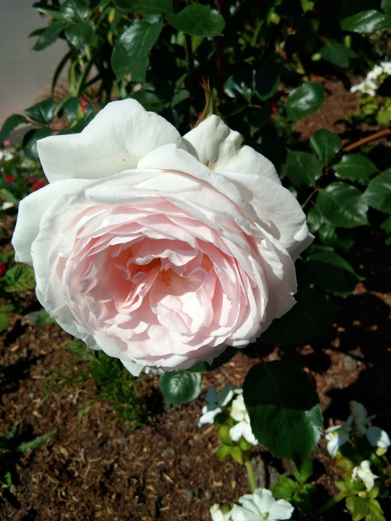 Rose jardin de Granville Musée Christian Dior