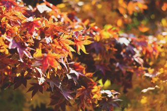 Feuilles d'automne