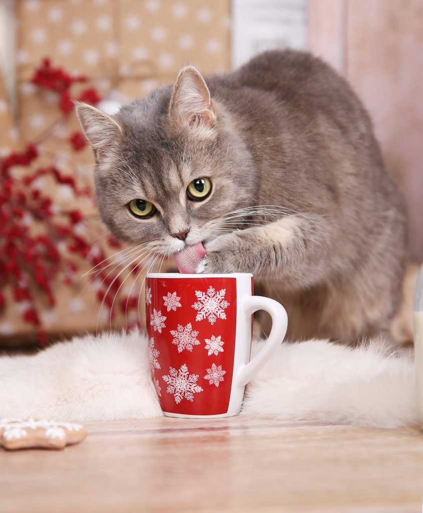 Noël, chat lapant un mug