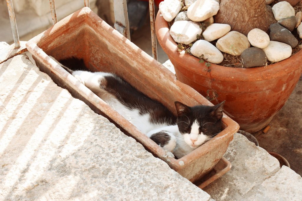 Chat endormi dans une jardinière