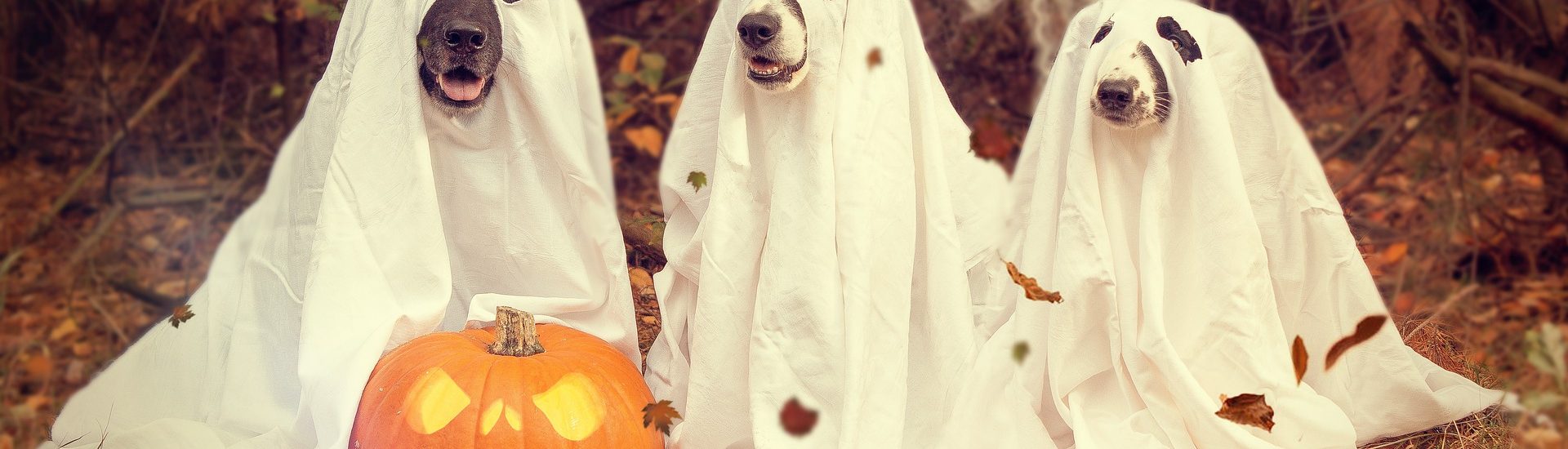 Ambiance Halloween: chiens fantômes et citrouille
