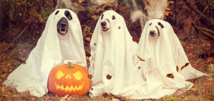 Ambiance Halloween: chiens fantômes et citrouille