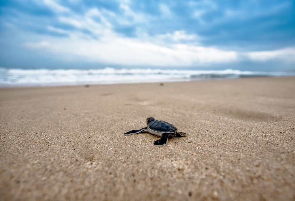 Bébé tortue sur le sable