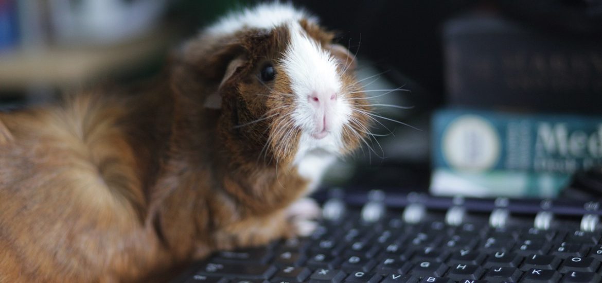 Hamster sur un ordinateur, iconographie page prête-plume